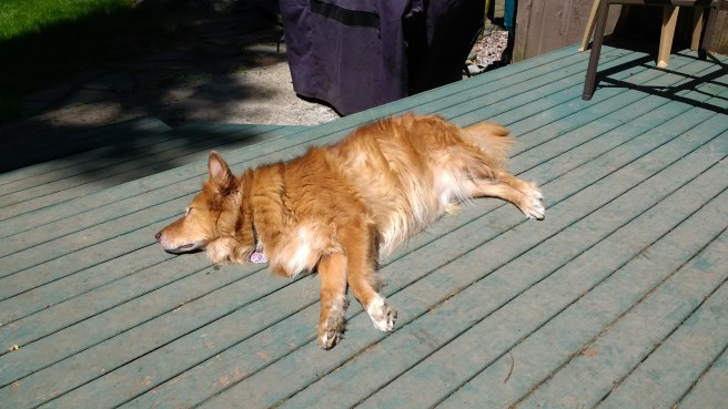 IMG_20170604_123355987